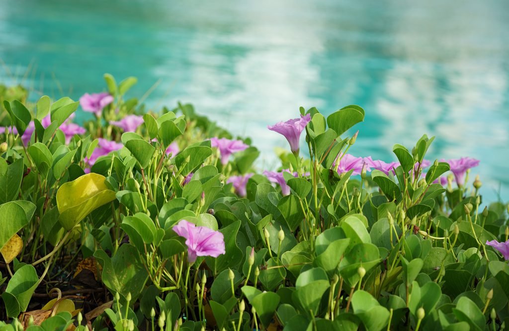 Beach Morning Glory -Thanburu