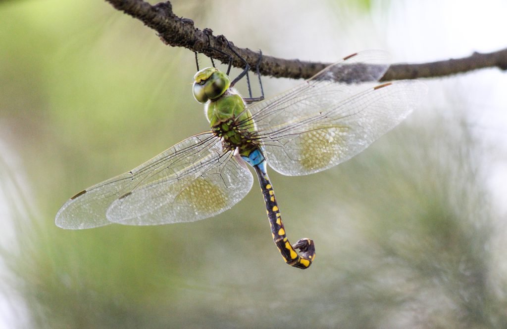 Anax Indicus – Elephant Emperor