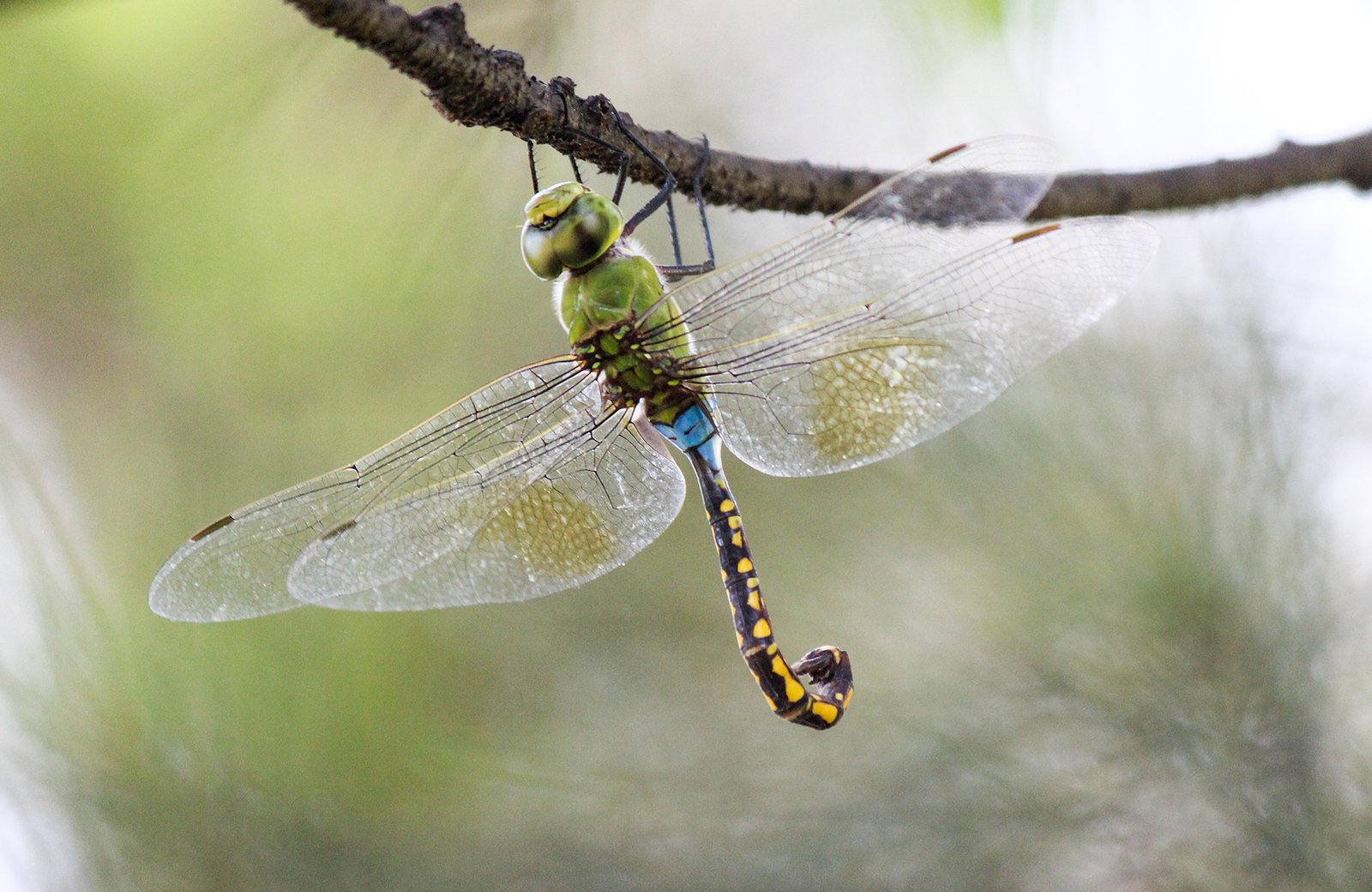 Anax Indicus – Elephant Emperor