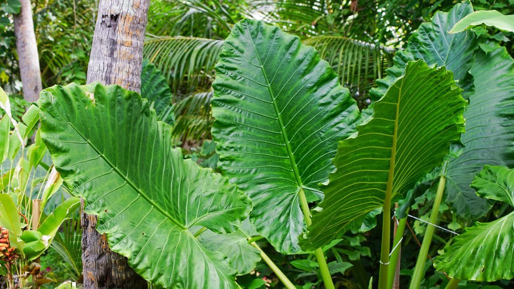 Alocasia macrorrhizos – Ala އަލަ