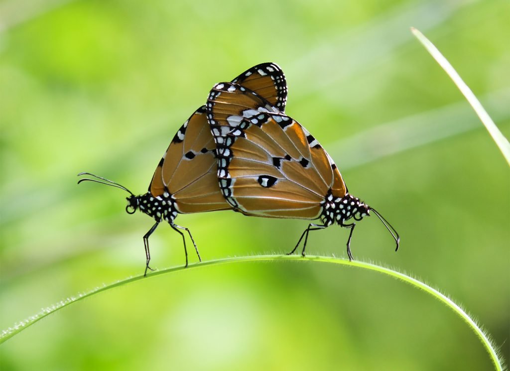 Plain Tiger Butterfly