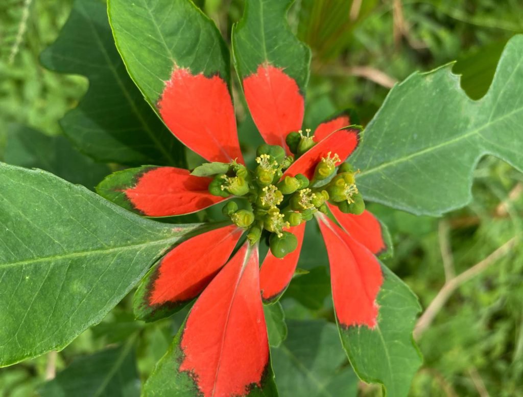 Euphorbia cyathophora Murray – Malaafey