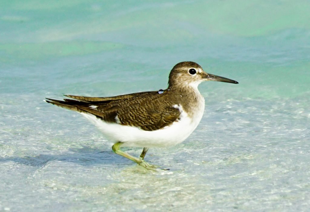Findhana – Common Sandpiper