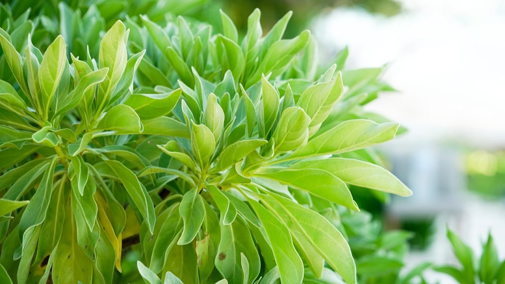 Heliotropium arboreum – Boashi