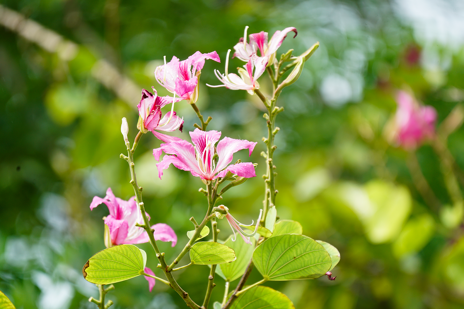 Butterfly Tree – Javvahiru gas