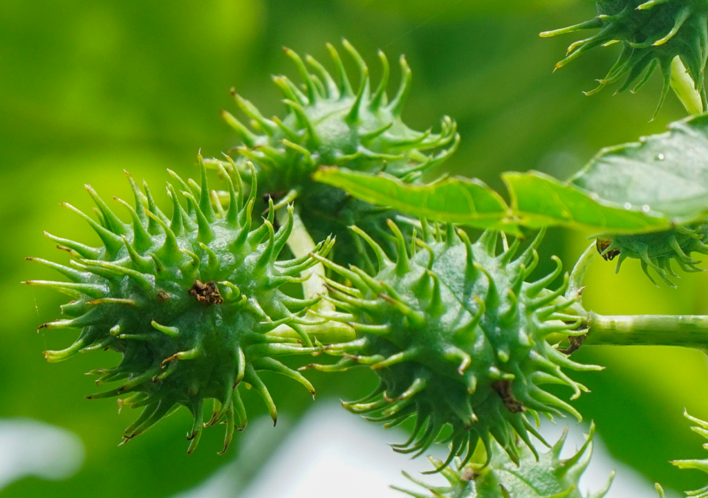 Castor Oil Plant – Aamanaka