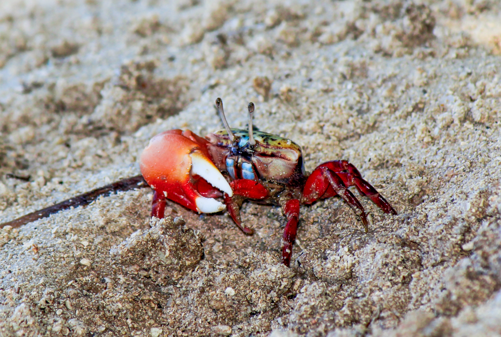 Tetragonal Fiddler Crab