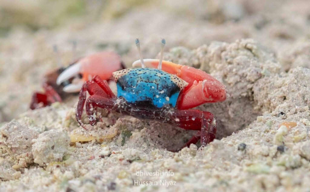 Tetragonal Fiddler Crab