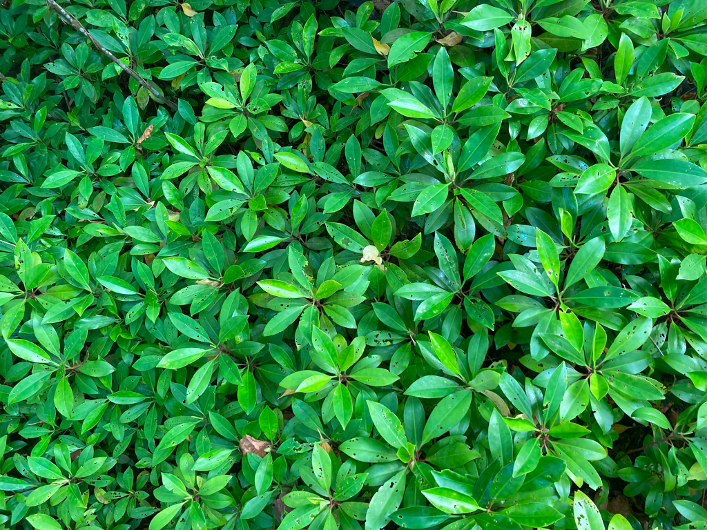 Small-leaved Orange Mangrove – Kandoo