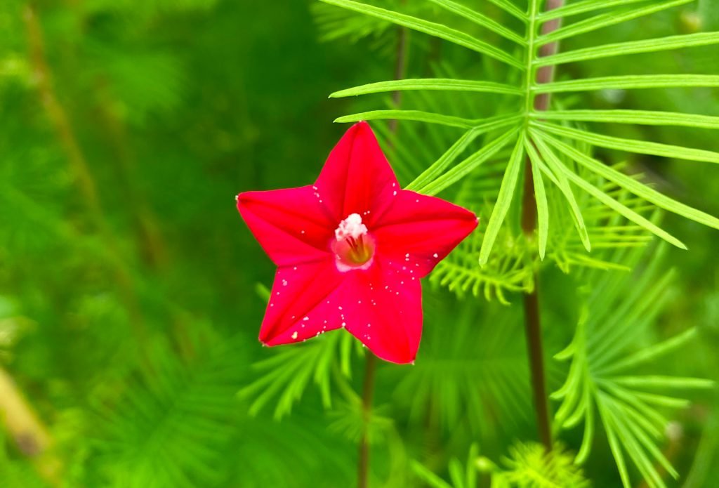 Ipomoea Quamoclit -Thari Maa ތަރިމާ