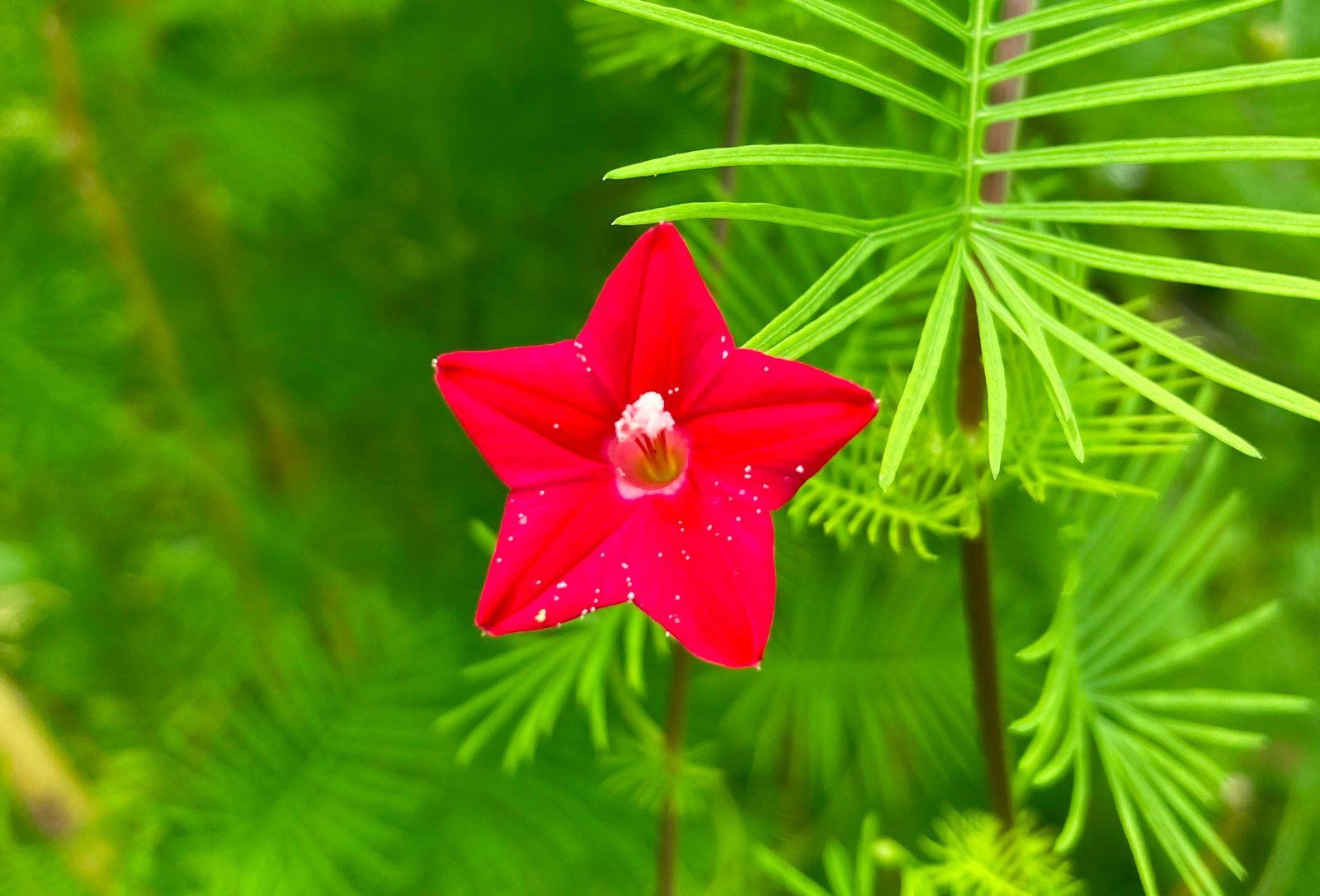 Ipomoea Quamoclit -Thari Maa ތަރިމާ