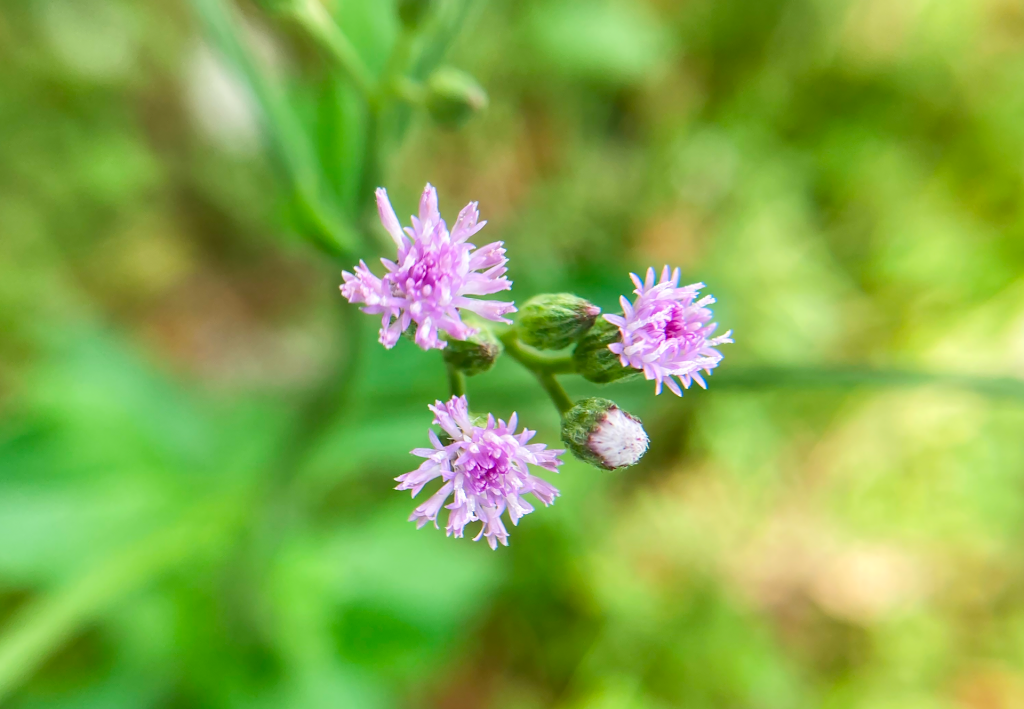 Ash-Coloured Fleabane – Fenkumburuvaani