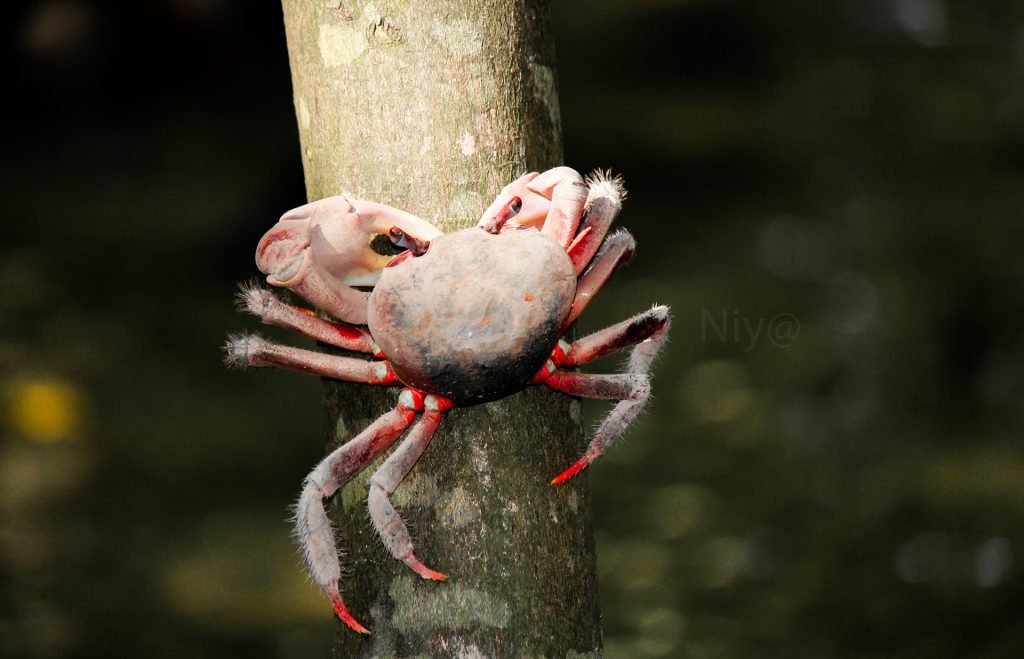 Why Do Mangrove Crabs (Cardisoma carnifex) Climb Trees?