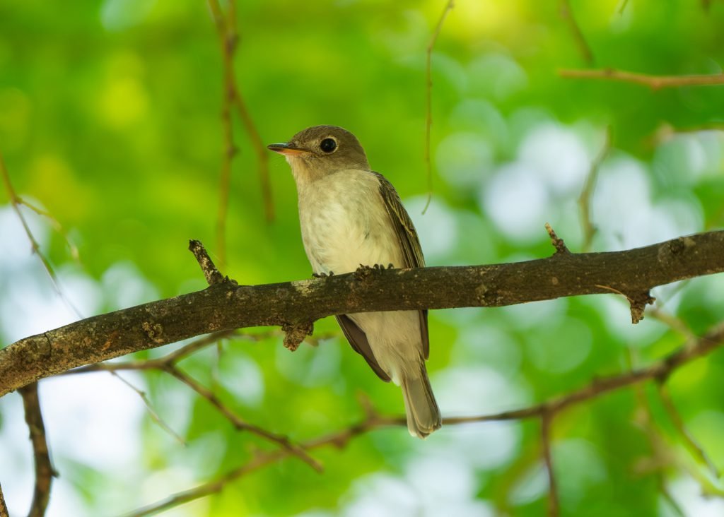 Asian Brown Flycatcher