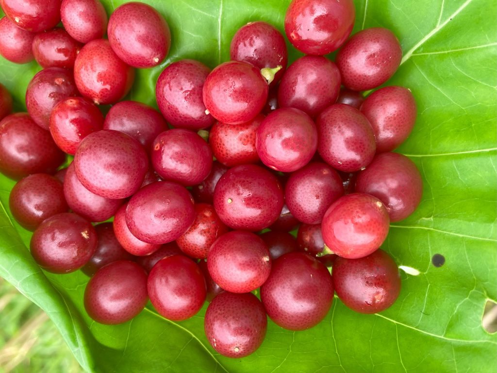 Lime Berry – Kudhilunboa ކުދި ލުނބޯ