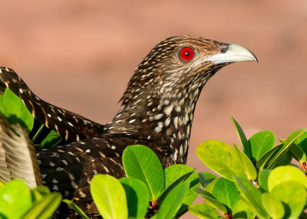 Asian Koel – Koveli