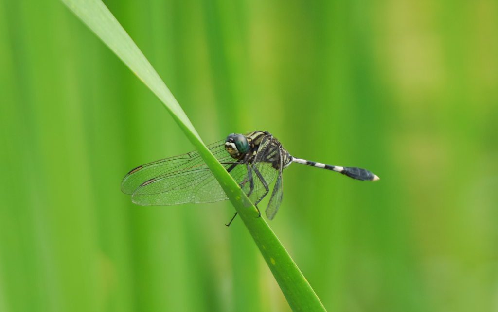 Orthetrum Sabina – Valhu Munnyama