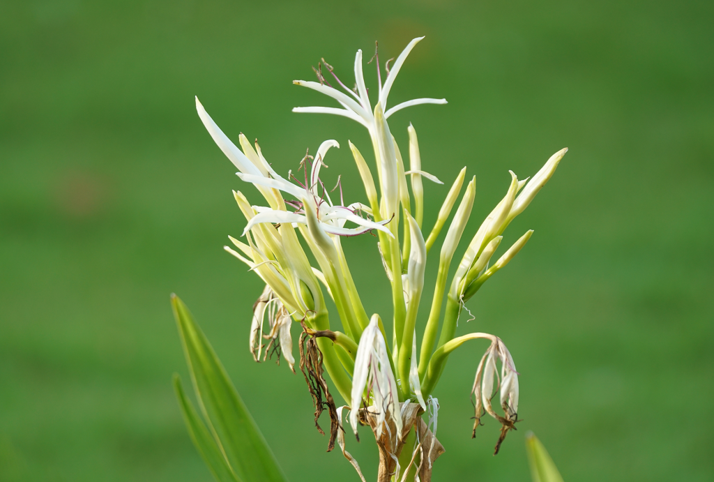 Maa Kandholhu – Poison Bulb Tree