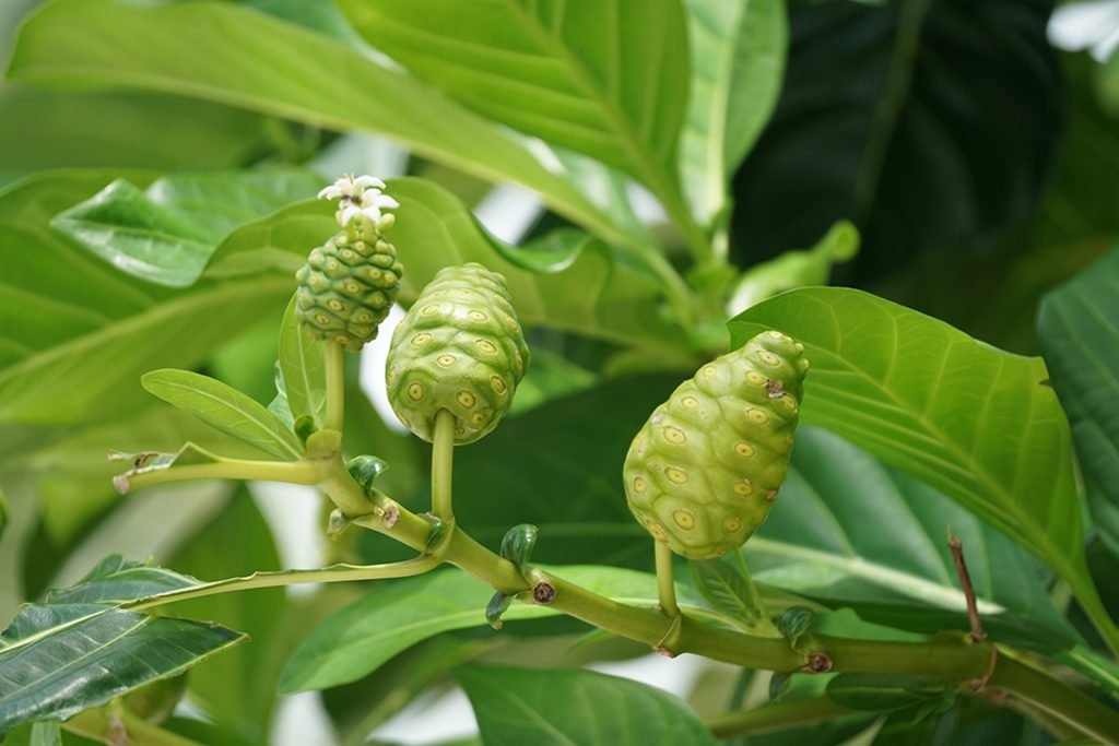 Noni Fruit – Ahivah