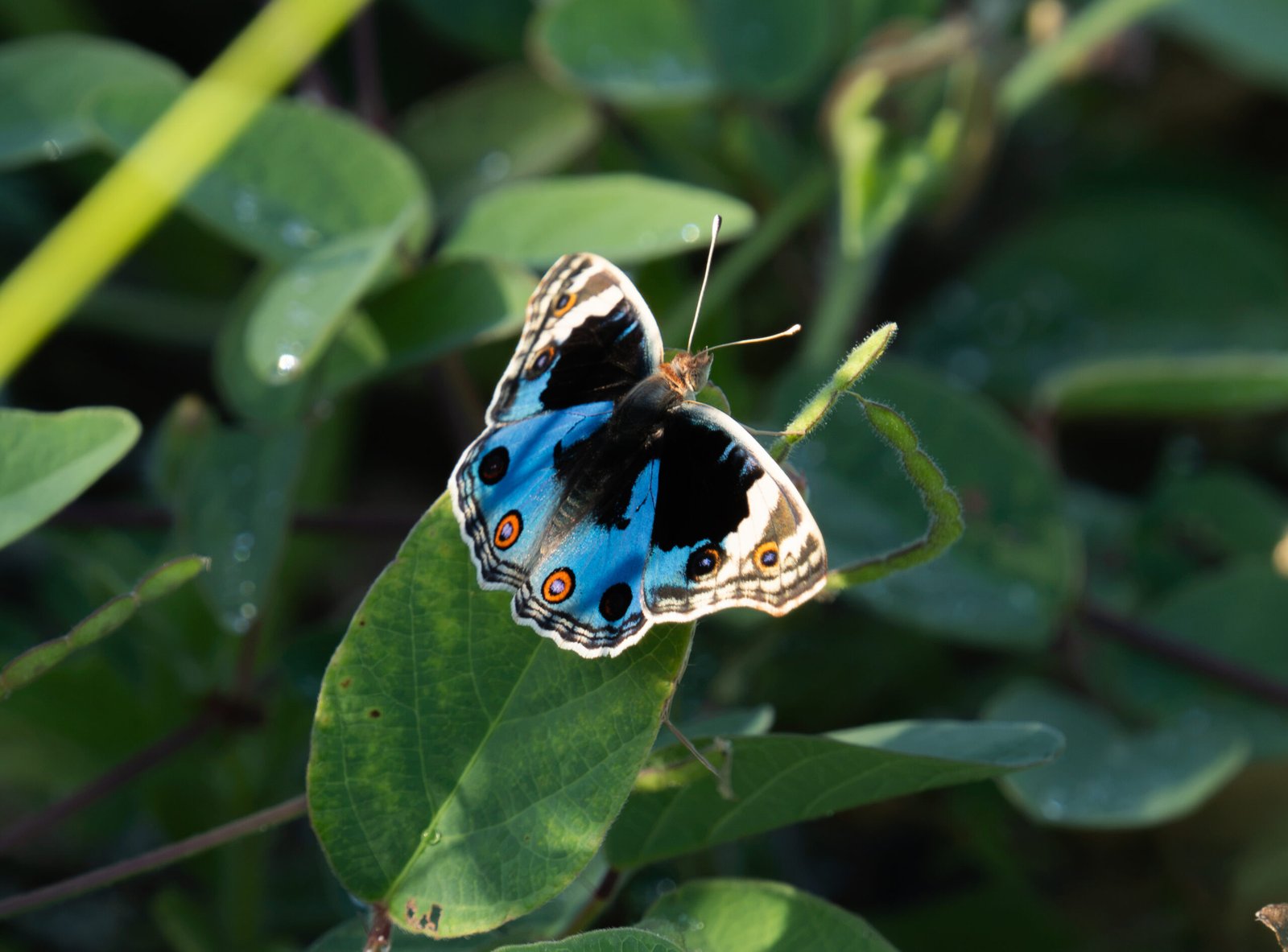 Blue Pansy Butterfly (Junonia orithya)
