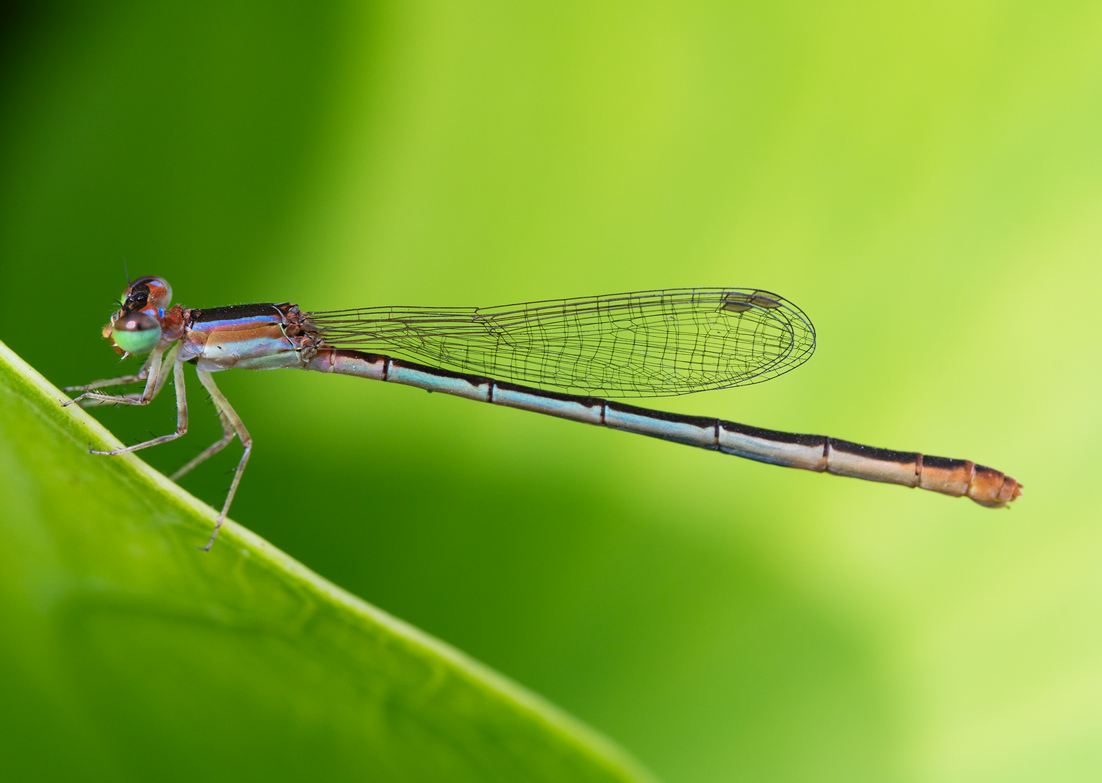 Wandering Midget – Agriocnemis pygmaea