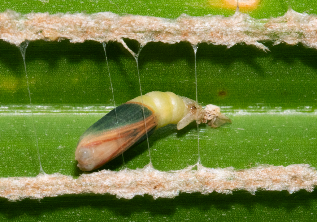 Orothalassodes falsaria
