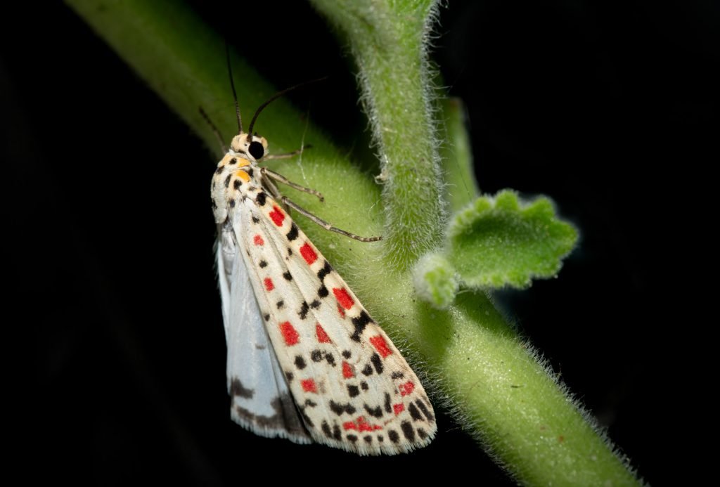 Heliotrope Moth – Utetheisa pulchelloides