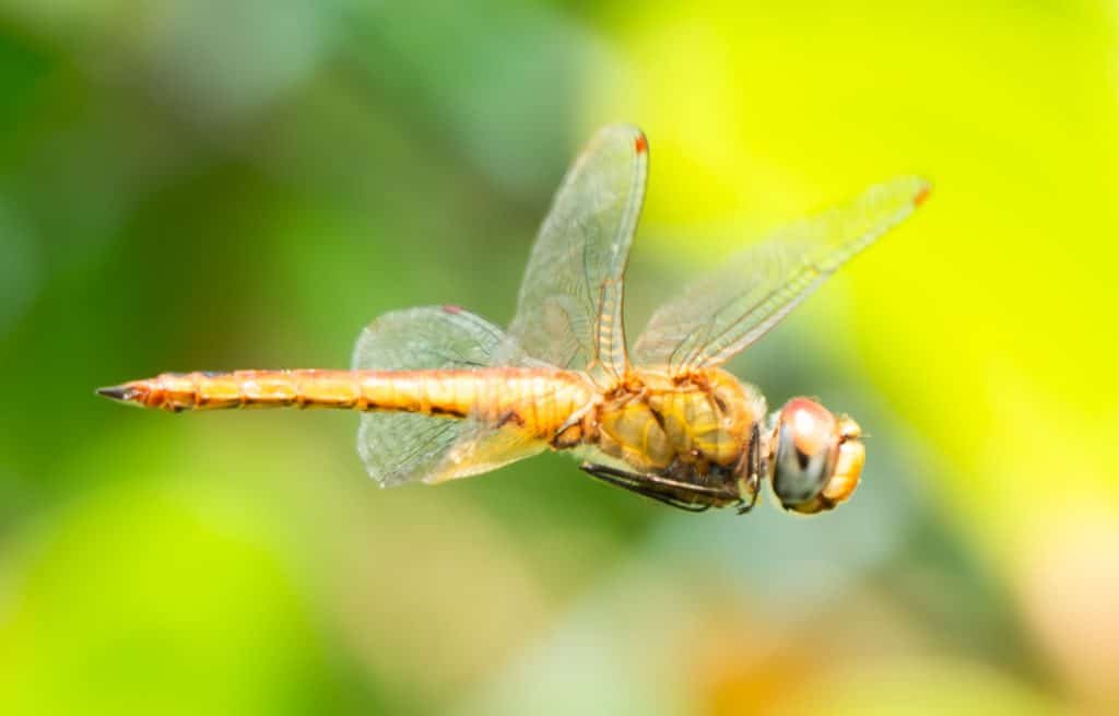Wandering Glider  – Dhondhooni