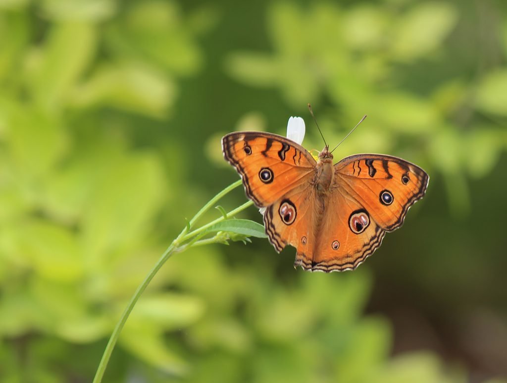 Peacock Pansy Butterfly