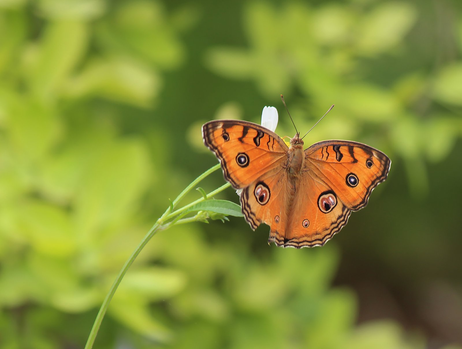 Peacock Pansy Butterfly