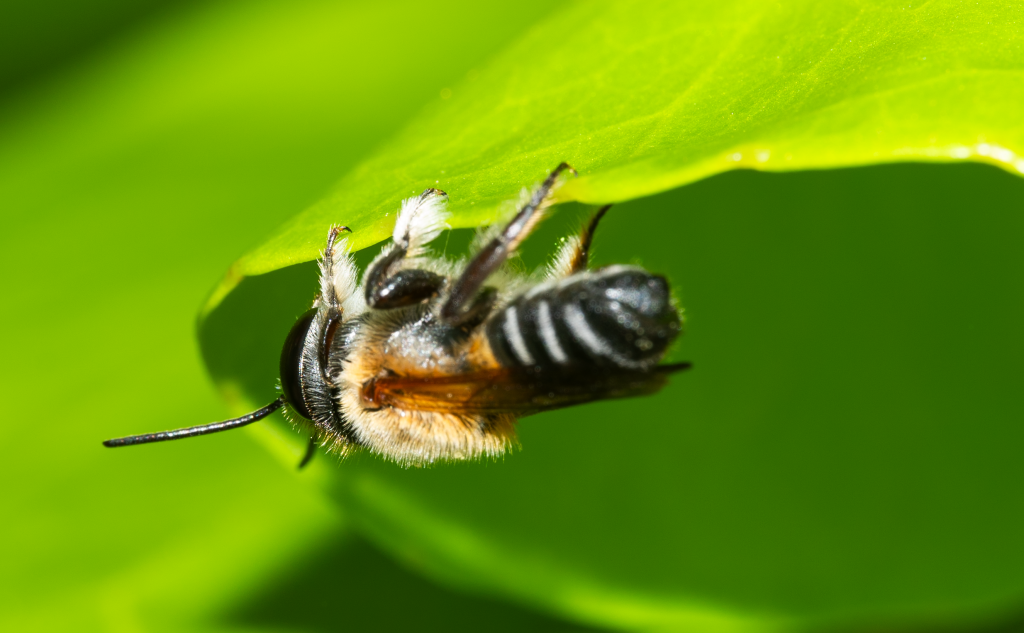 Willughby’s Leafcutter Bee