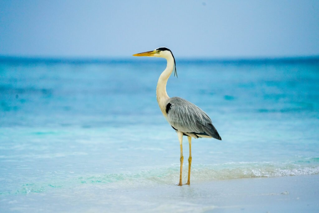 Grey Heron  – Maakanaa