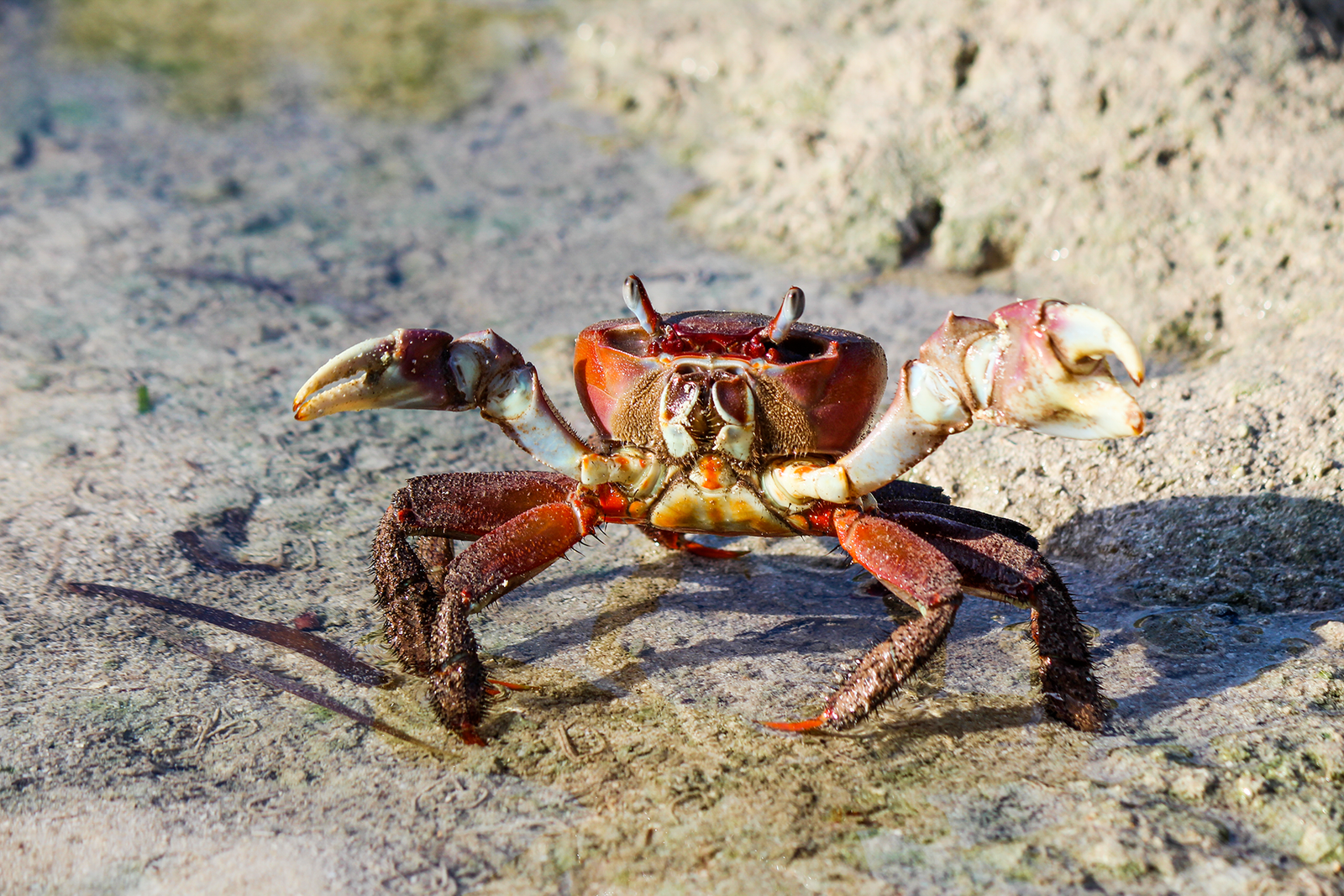 Brown Land Crab – Cardisoma carnifex