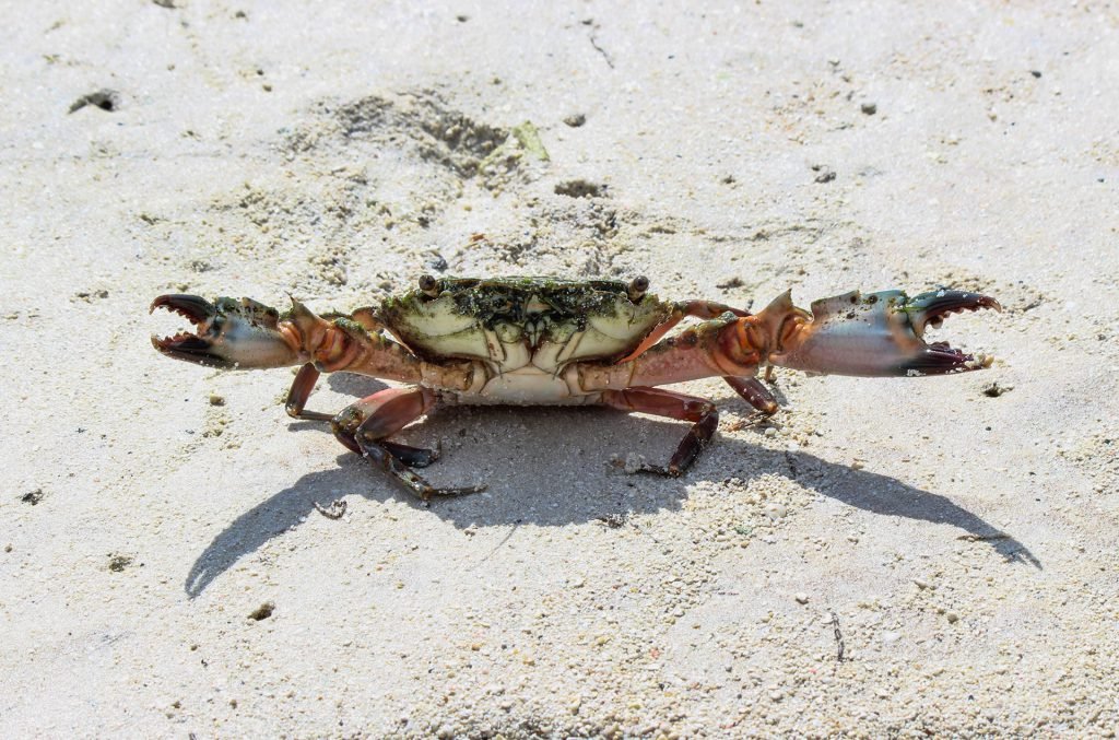Mud Crab – Scylla serrata