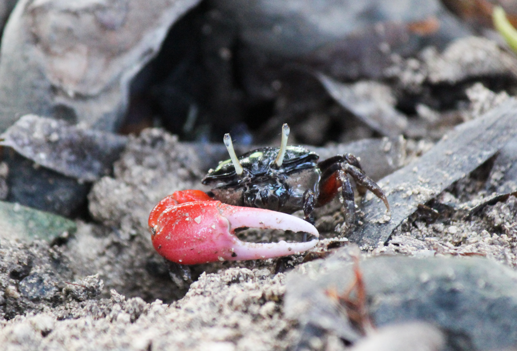 Paraleptuca Crassipes – thick-legged fiddler crab