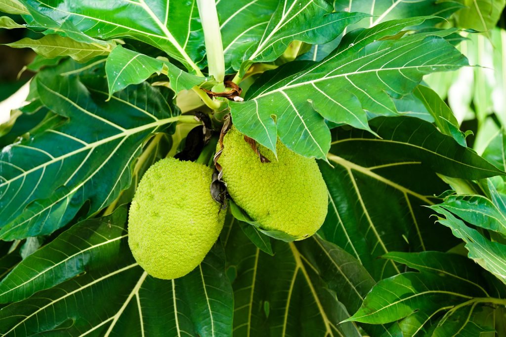Breadfruit (Artocarpus altilis) in the Maldives