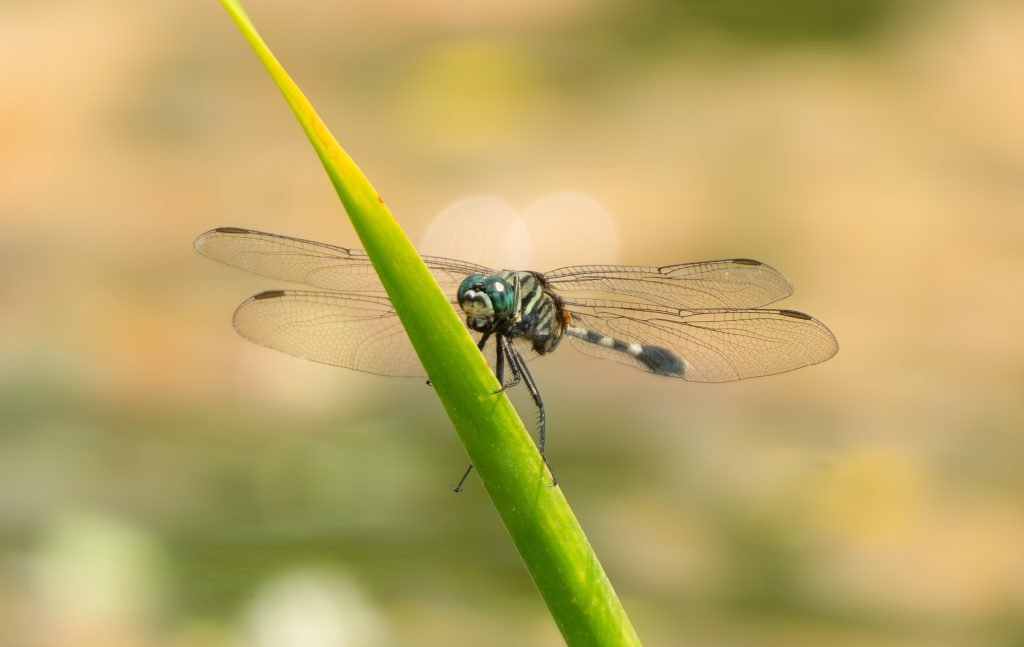 Dragonflies in the Maldives