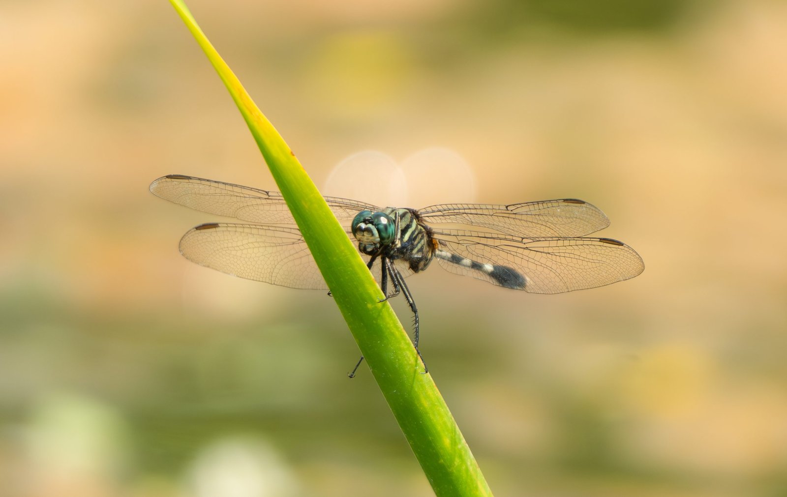 Dragonflies in the Maldives