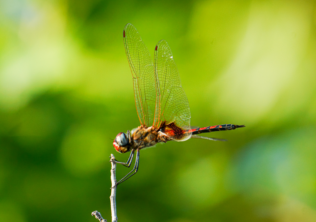 Tramea basilaris (Keyhole Glider)