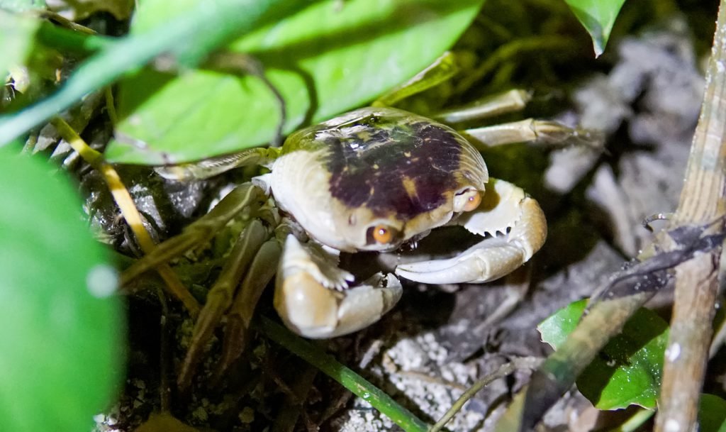 Geograpsus grayi (Little Nipper)