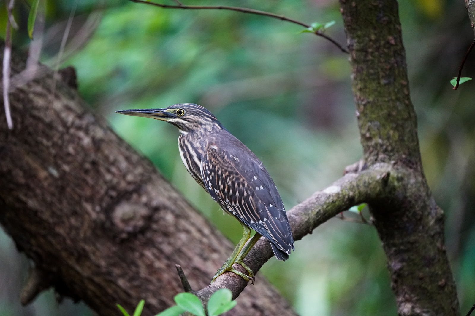 Little Heron (Butorides atricapilla)
