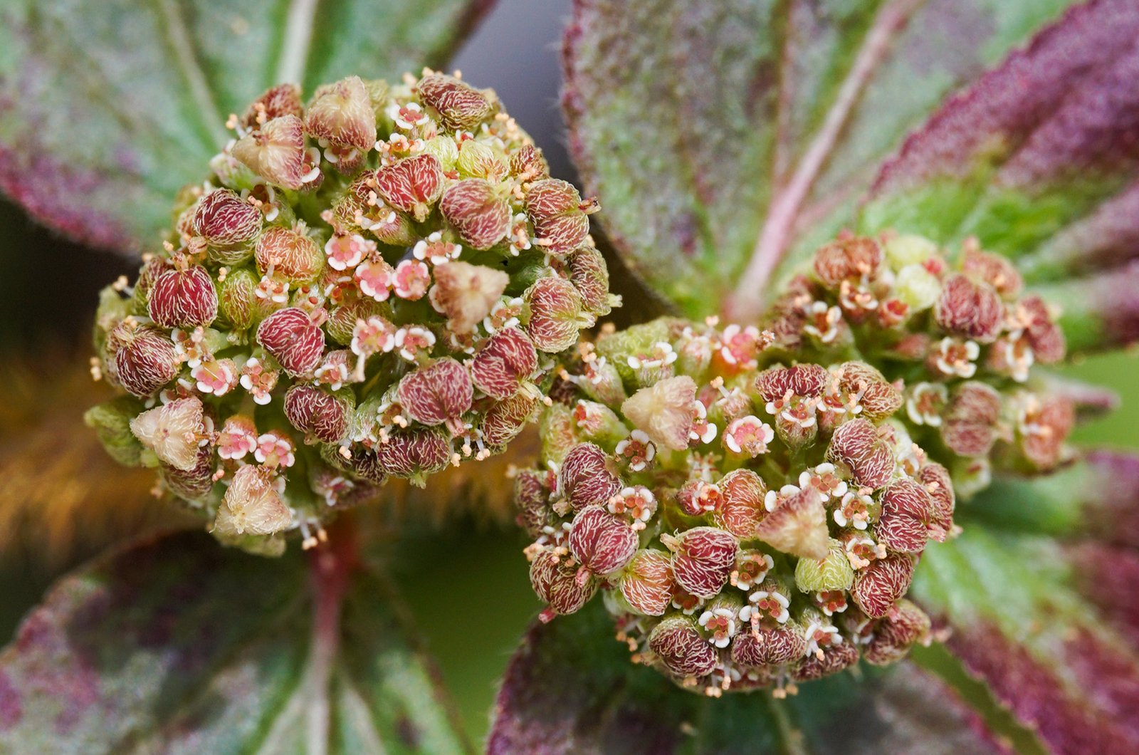 Euphorbia hirta – Kiruthona