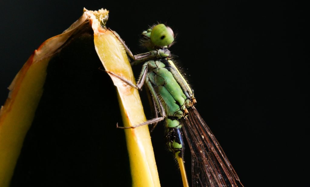 Ischnura senegalensis – Common Bluetail Damselfly