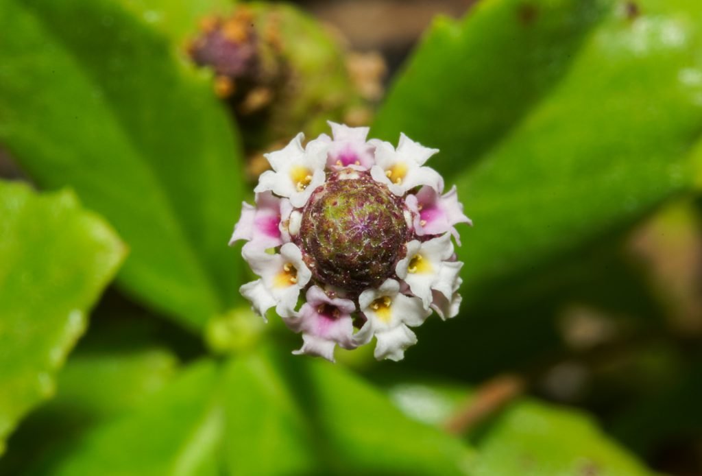 Hunigondi Filaa – Phyla nodiflora