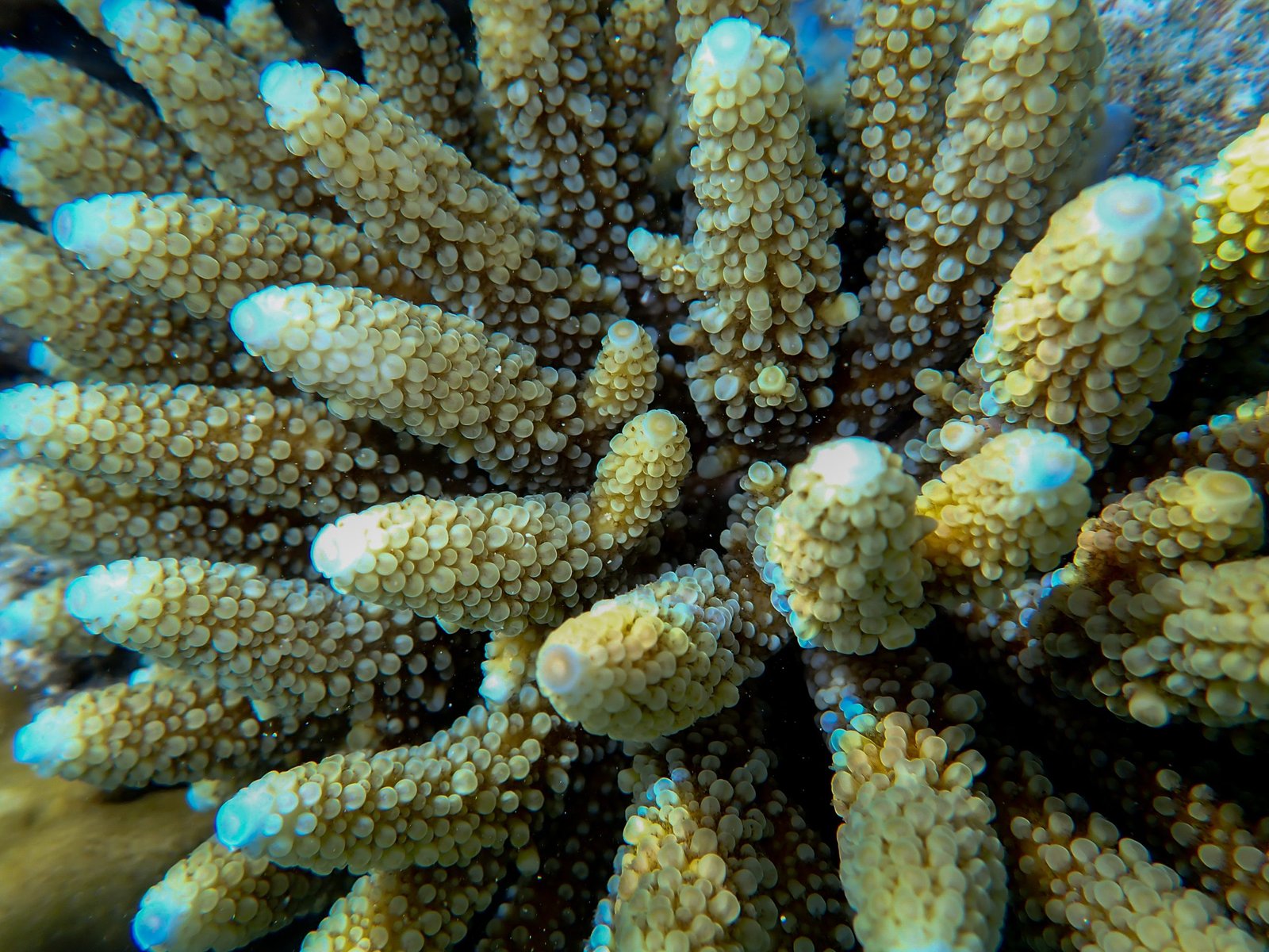 Acropora gemmifera