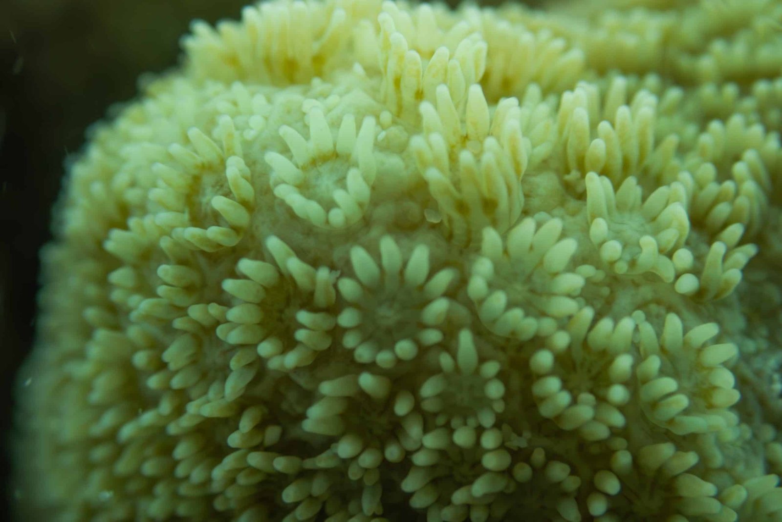 Pocillopora meandrina