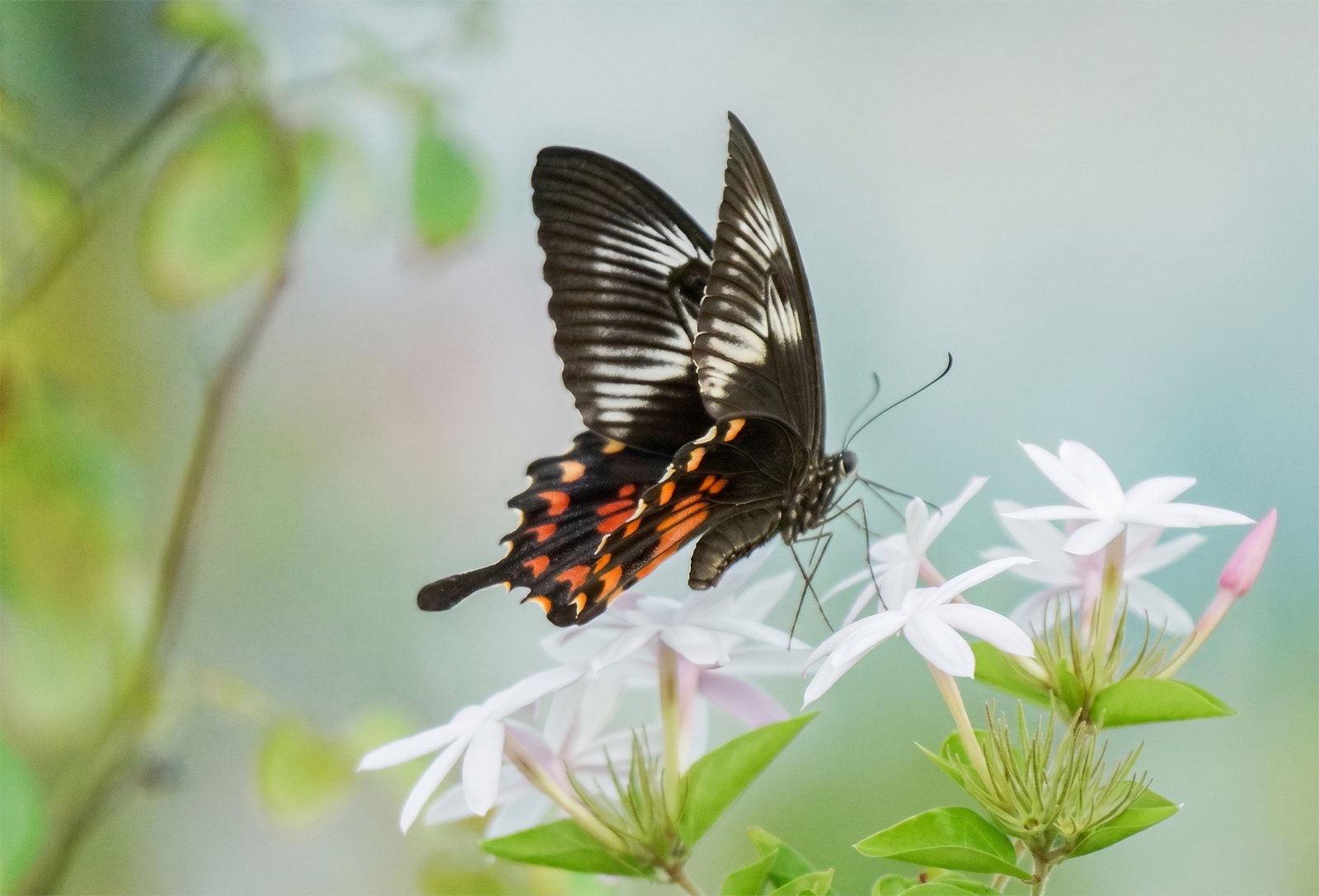 Papilio polytes (Common Mormon)