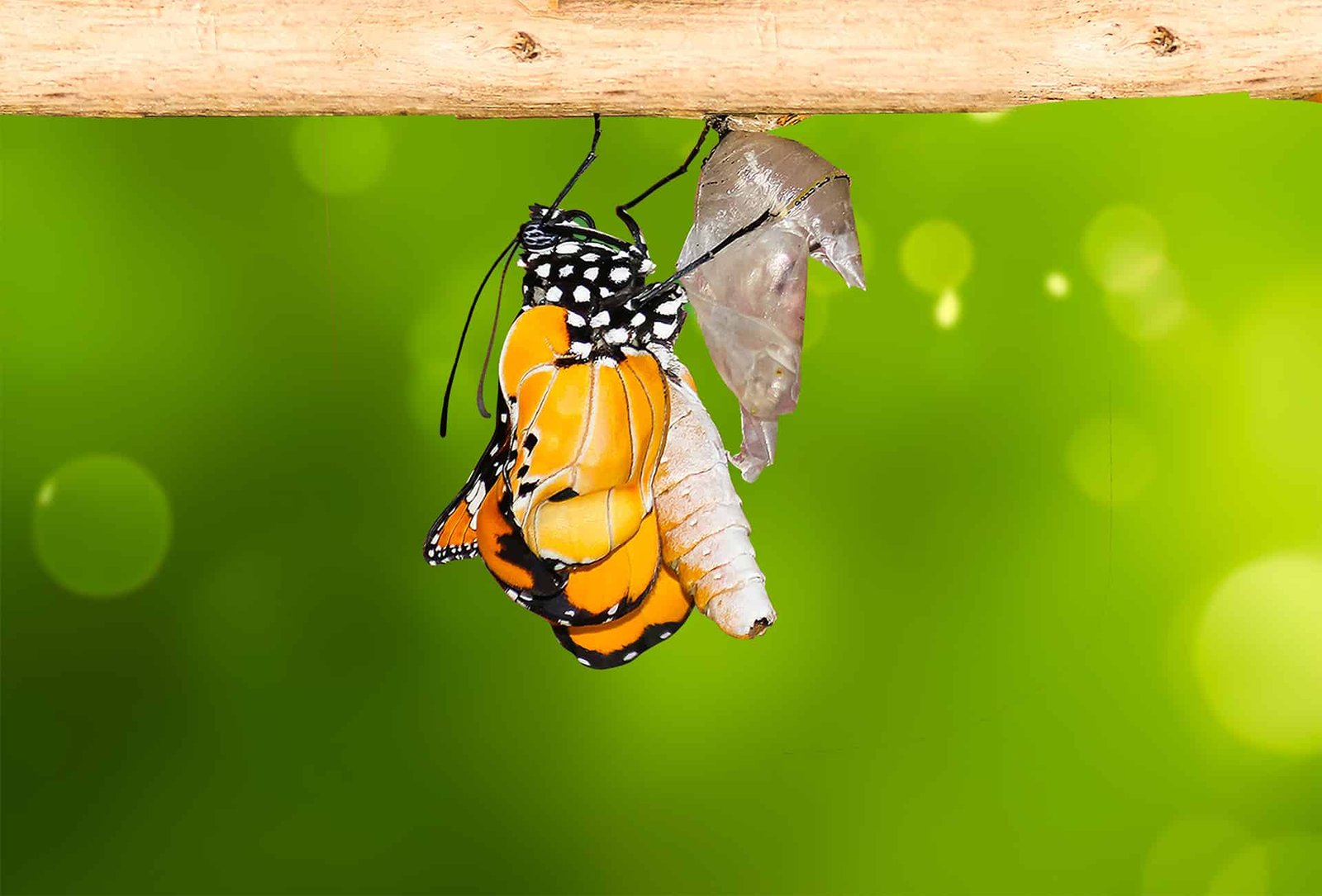 Plain Tiger Butterfly (Danaus chrysippus) in the Maldives