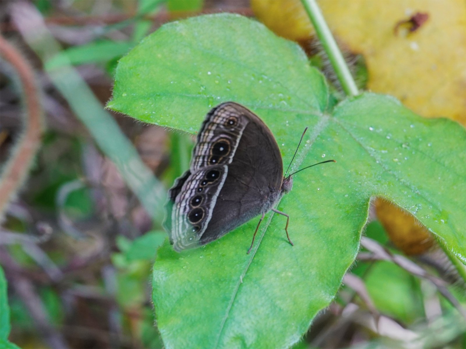 Dark-branded Bushbrown (Mycalesis mineus)