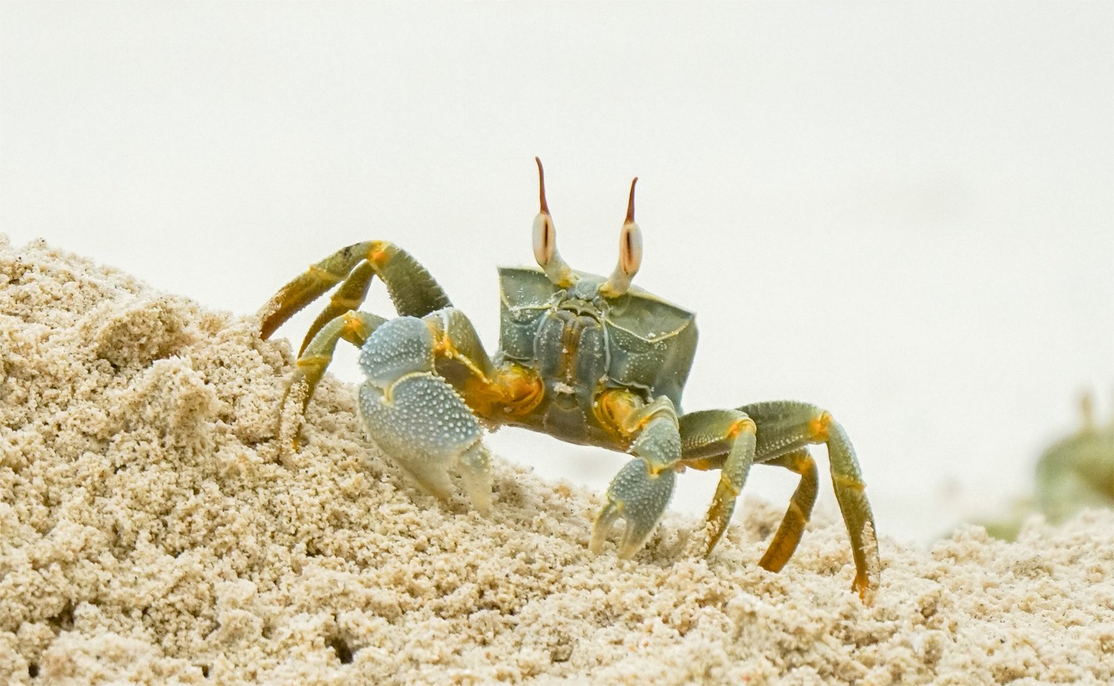 Horn-eyed Ghost Crab – Kirukakuni